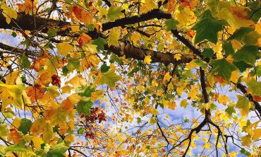 Autumn leaves on a tree